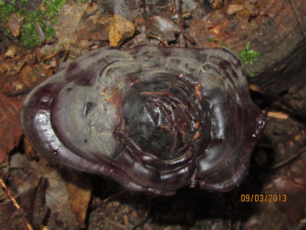 Ganoderma 2